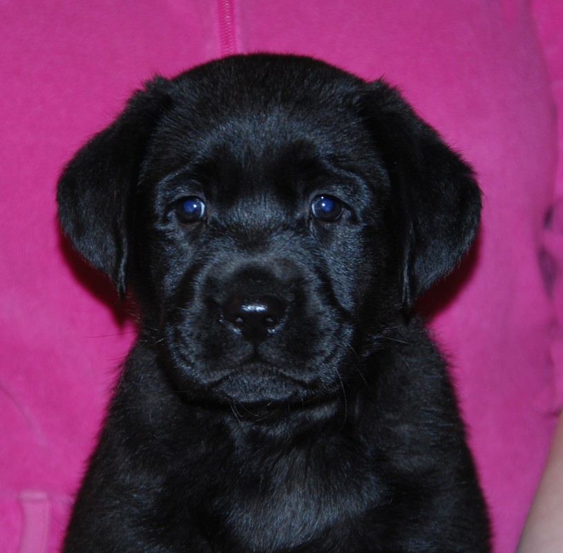 Fiin Ottopoika - Kennel Fiin