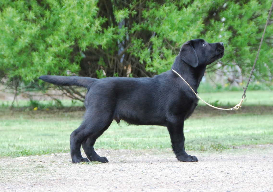 Fiin Ottopoika - Kennel Fiin
