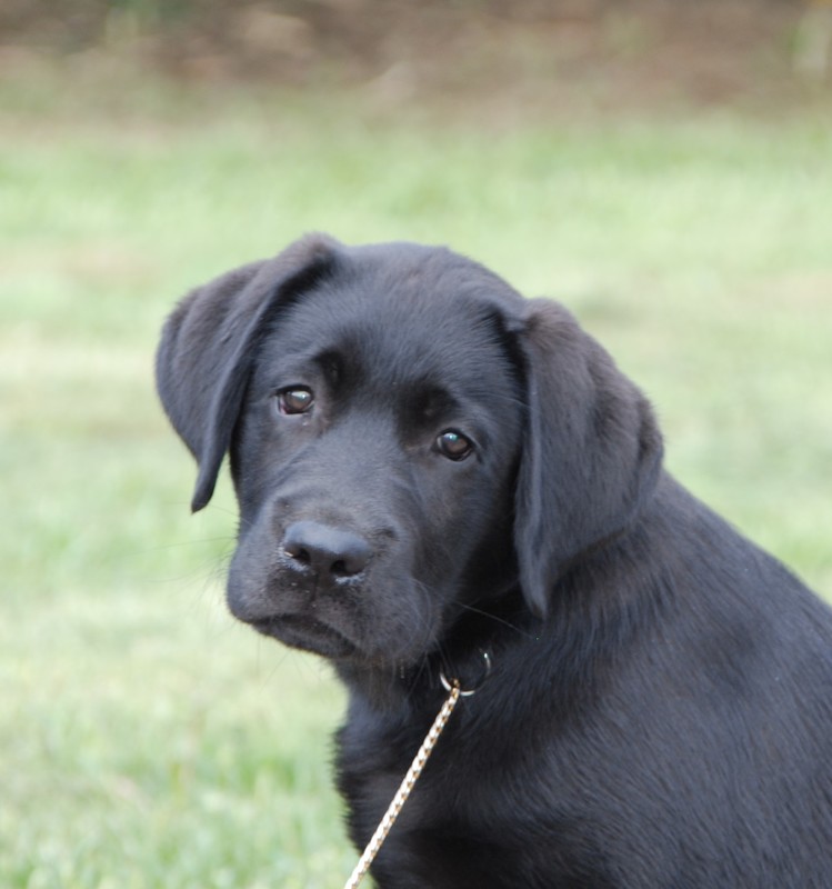 Fiin Ottopoika - Kennel Fiin