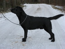 Luca 1v