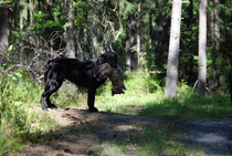 Lotta NOU1