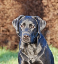 Bailey 2v